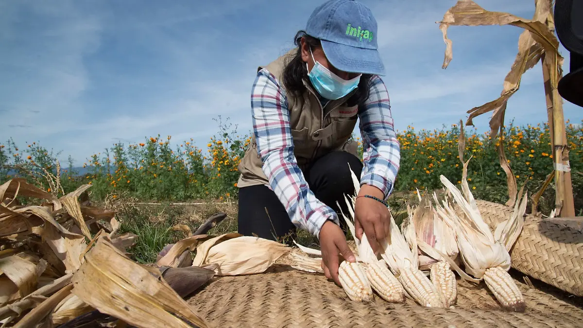 Agricultores de maíz 